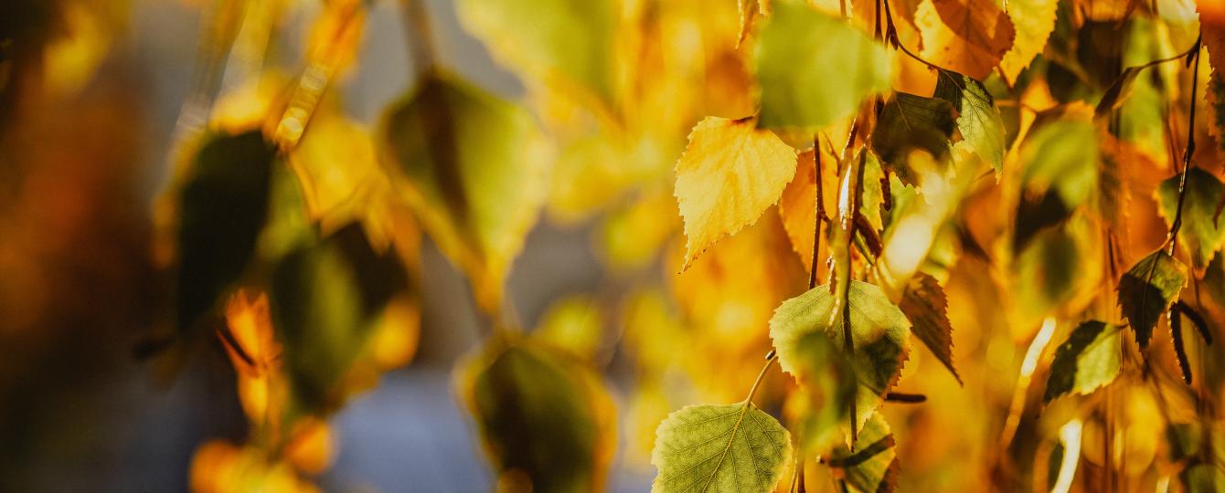 Foto van geel en groene bladeren